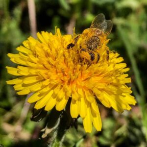 Il tarassaco: caratteristiche, proprietà officinali e utilizzi • Pinvi