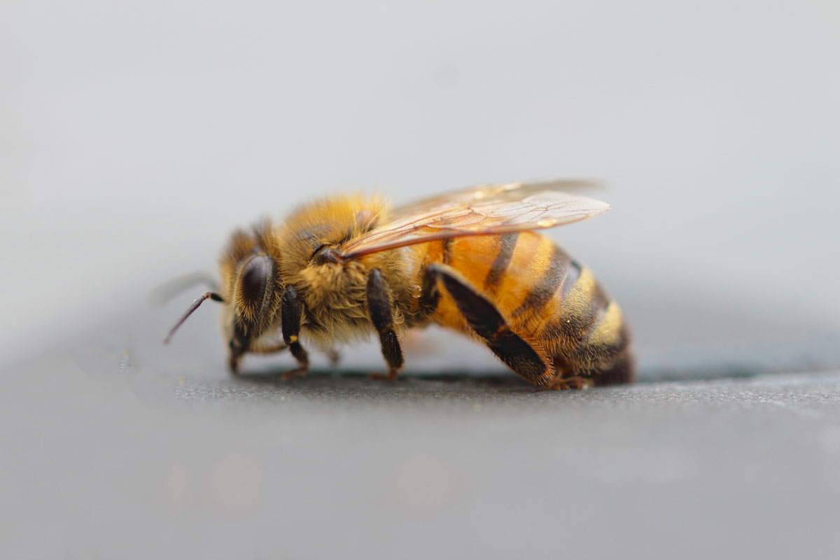 Le api salvano i veterani