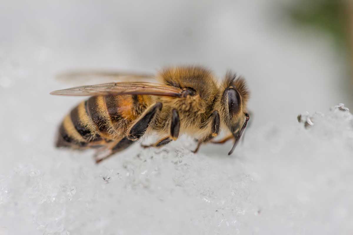 Le api in inverno: cosa fanno e come sopravvivono