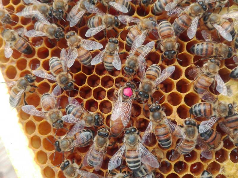 L'Ape Regina come nasce, cosa fa, e perché è così importante • Pinvi L'Ape Regina come nasce, cosa fa, e perché è così importante • Pinvi