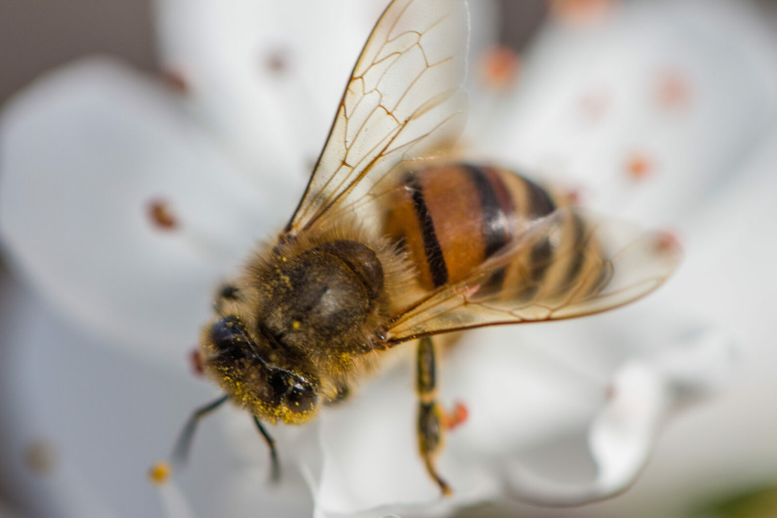 Microorganismi, fiori e api: un ecosistema perfetto