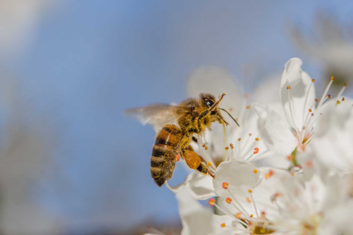 Cambiamenti climatici: gli effetti sui fiori e sulle api