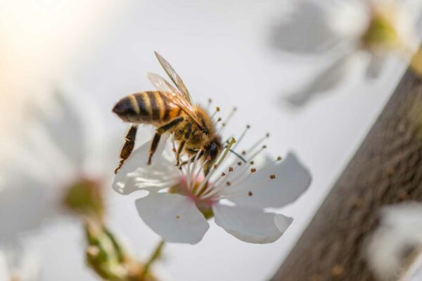 Il nettare: cos’è, come si forma e perché le api lo raccolgono