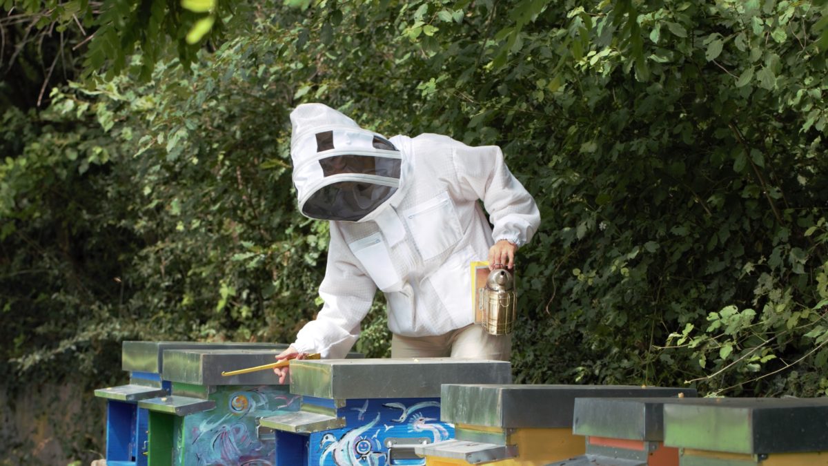 Passione, impegno, responsabilità: ecco cosa significa (davvero) allevare api