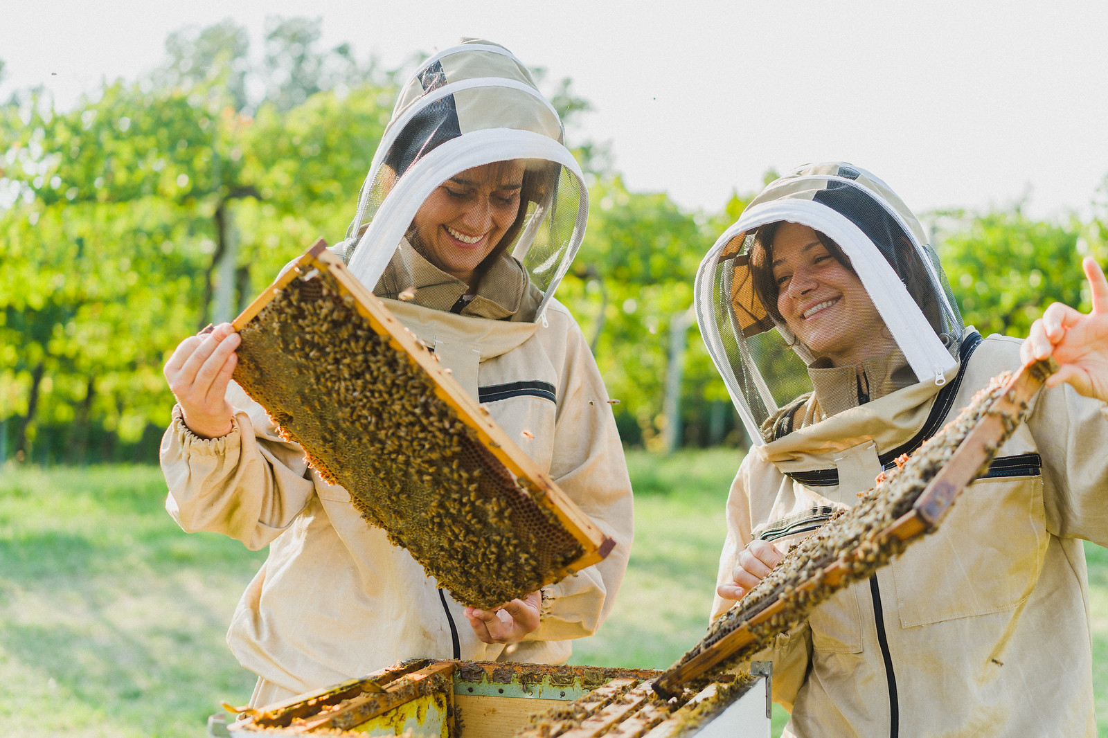 Nel cuore dell’Emilia, un viaggio alla scoperta delle api e del miele