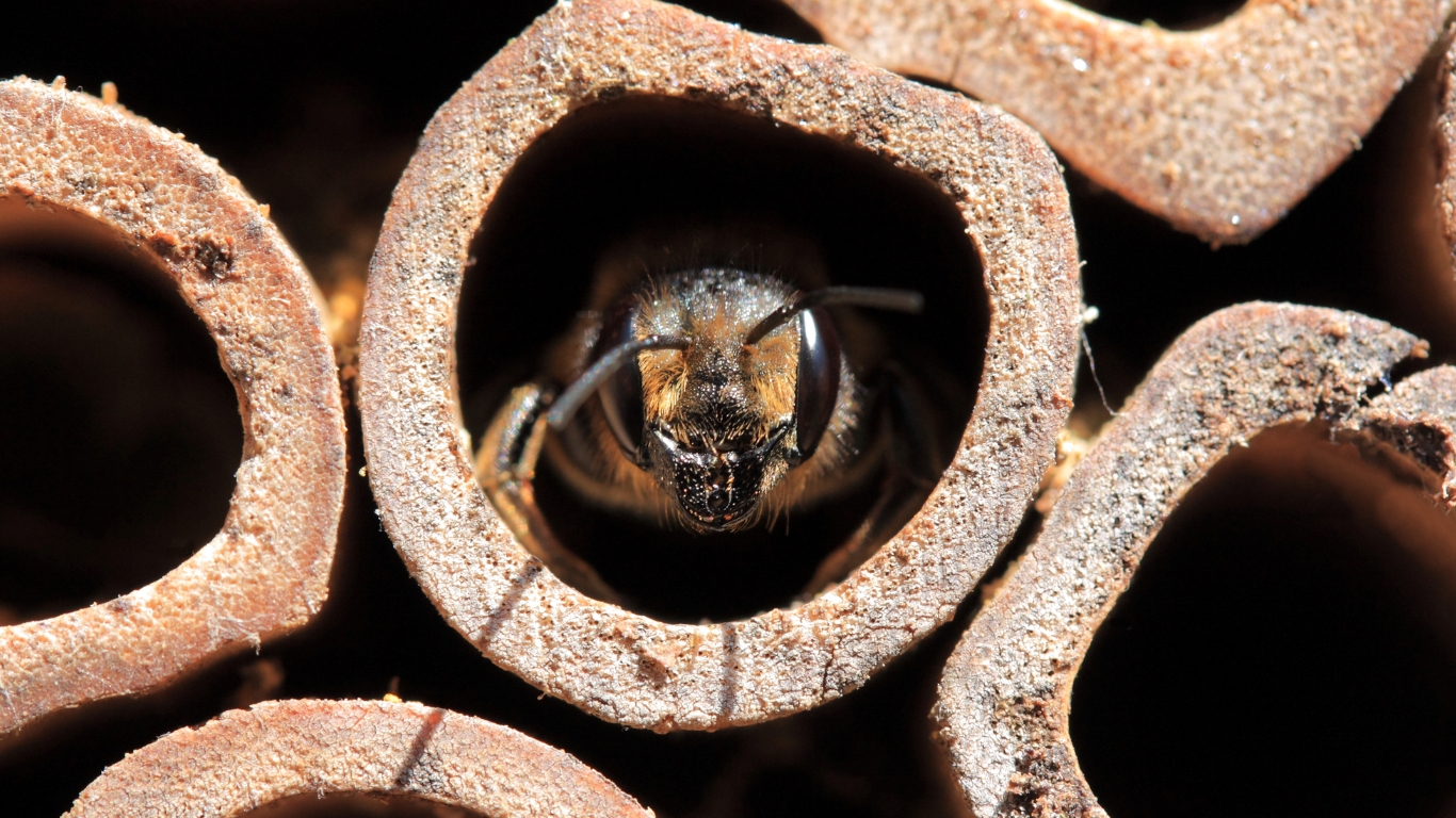 Riscaldamento globale: gli effetti sulle api selvatiche
