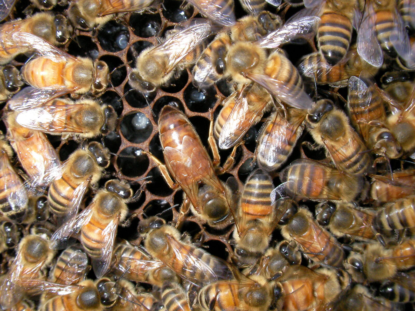 Le celle esagonali delle api: un esempio di ingegneria perfetta