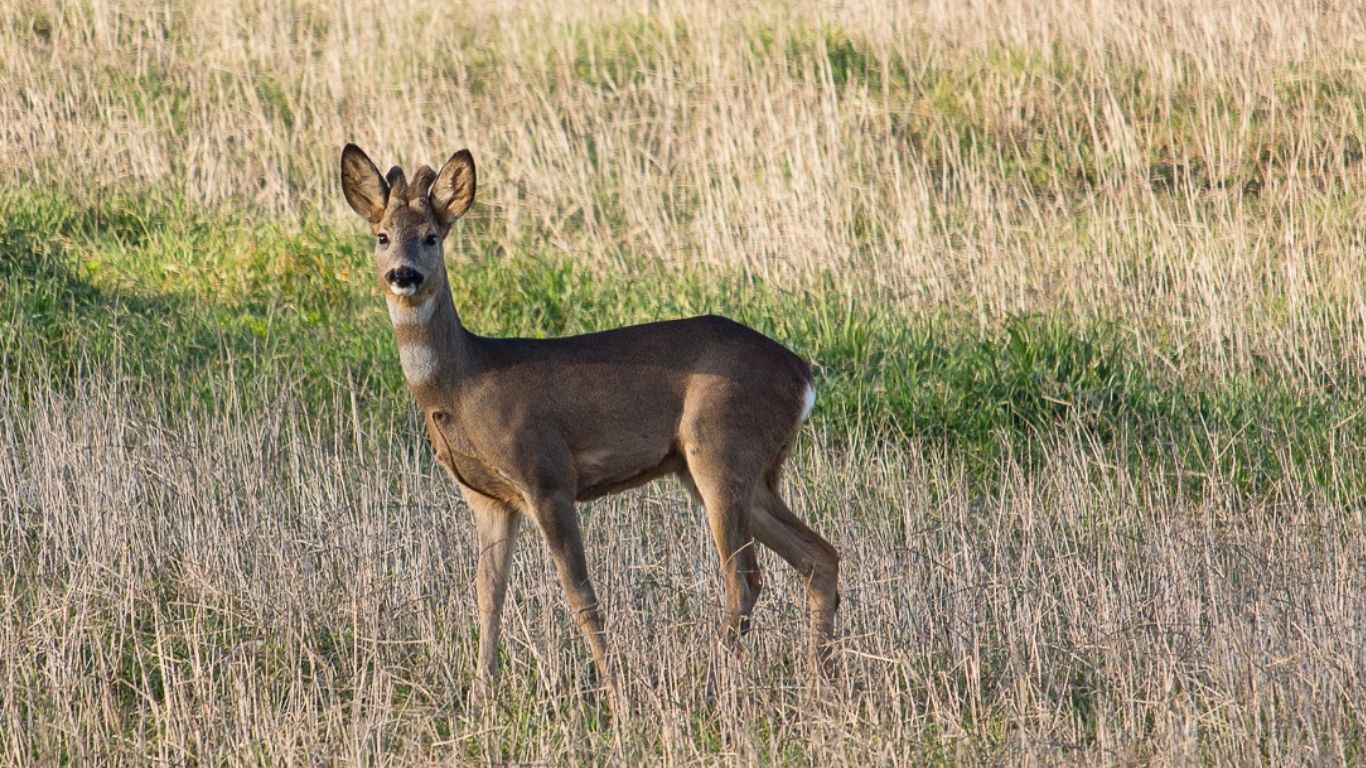 BASTA CACCIA la legge di iniziativa popolare per salvare natura, sicurezza e diritti